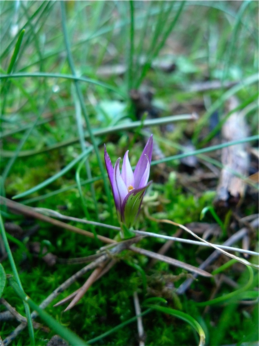 Romulea bulbocodium